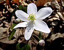 close up of white form
