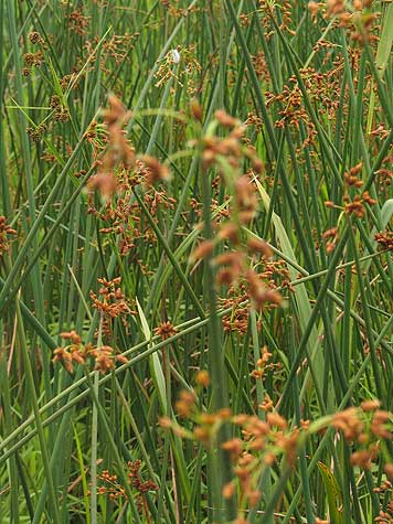 an overall view of the plant