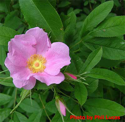 the flower close up