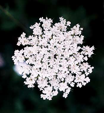 a typical flower head