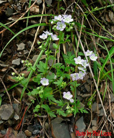 lovely pale flowers and leaves