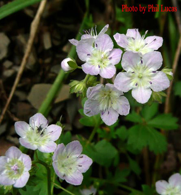 more flowers up close