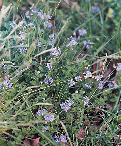 a cluster of low flowers