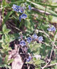 small cluster