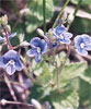 smaller cluster