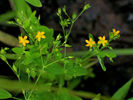 another view of the plant