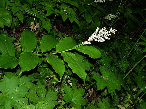 plant and flowers