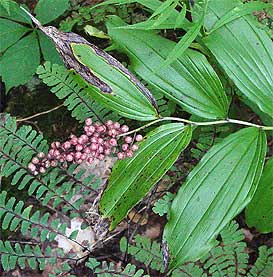 fruit