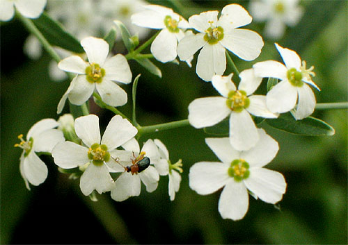 flowers up close