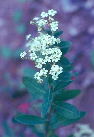 the entire plant
