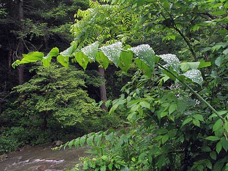 the arching plant stands tall