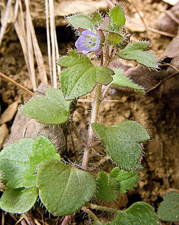 closer look at the flowers