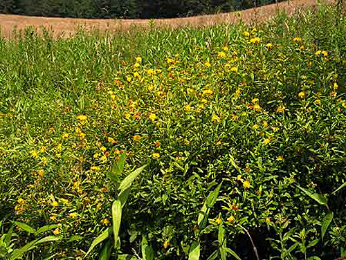a field of shrubs
