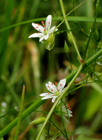 leaves and flowers