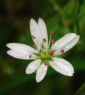 close up of a flower