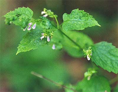 leaves and small flowers