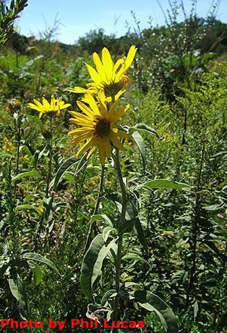 entire plant