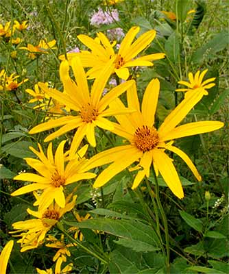 flowers and leaves
