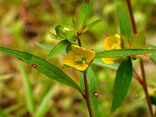flower and leaves