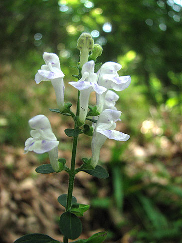 the slightly pale flowers