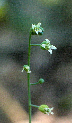 flowers up close