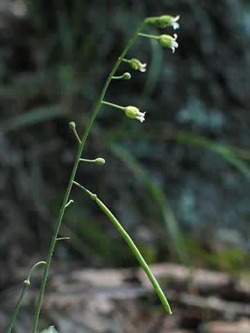 shows a sickle-like seedpod