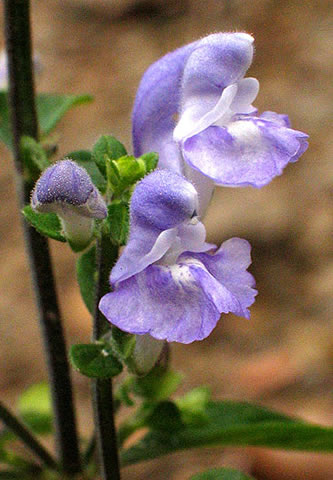 the common blue form