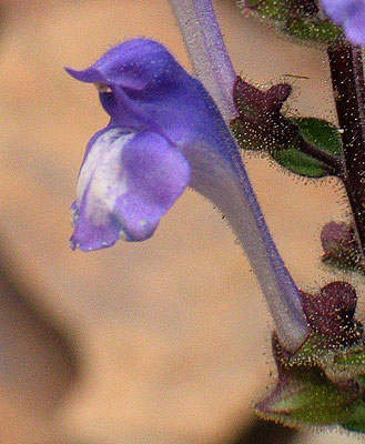 a close up of the flower