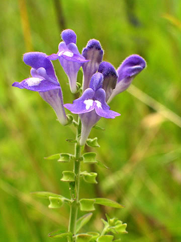 the flower raceme - note leaves