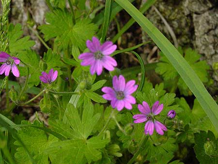 bright  red flowers close to the ground
