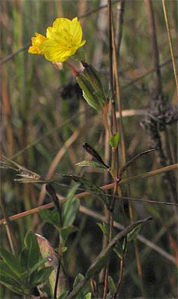the entire plant