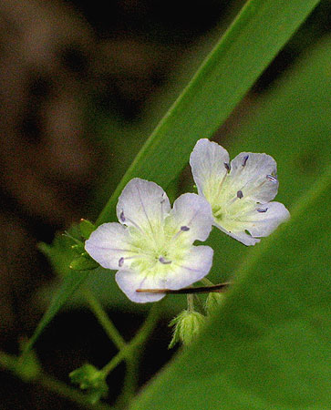 the light colored flowers