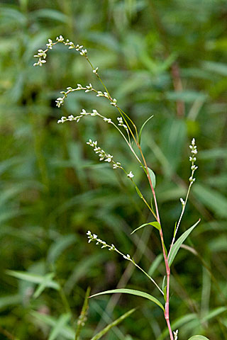 small flowers and leaves
