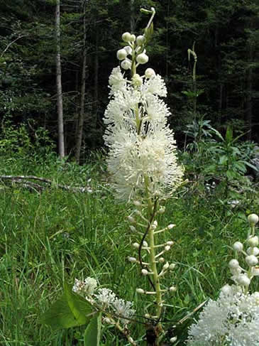close up of the flower raceme