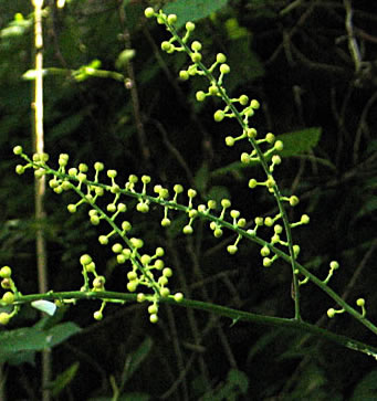 fruit