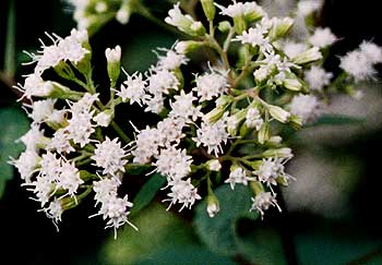close up of the flowers