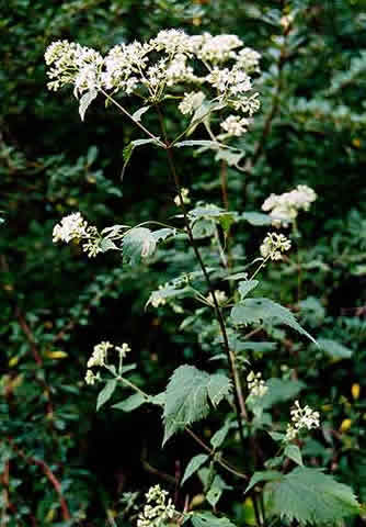 the entire plant