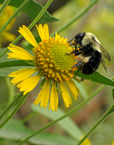 close up of flowers