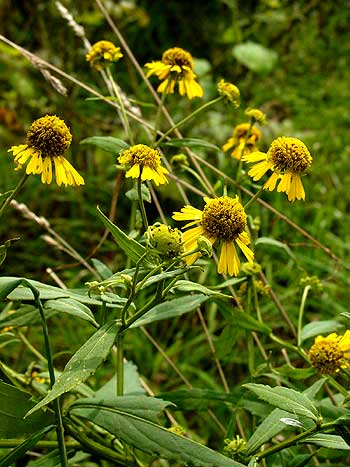flowers and leaves