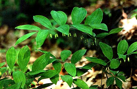the plant with small dangling flowers
