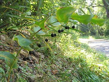 the fruit
