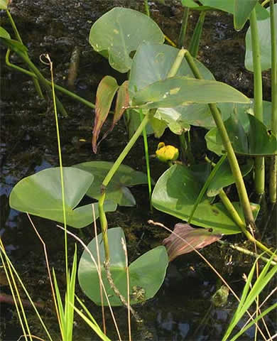 note the notch in the leaves