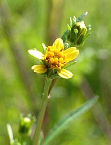 indistinct flowers