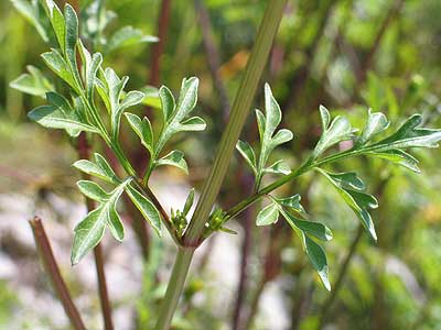 very distinictive leaves