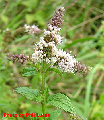 flower spikes and leaves