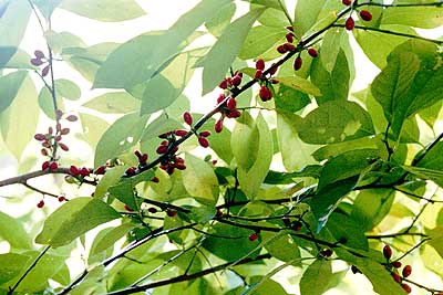 leaves and berries