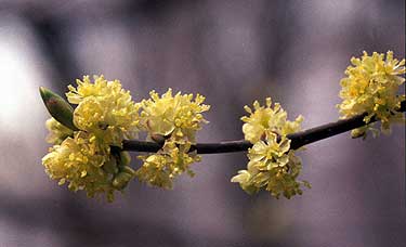 the small yellow flowers