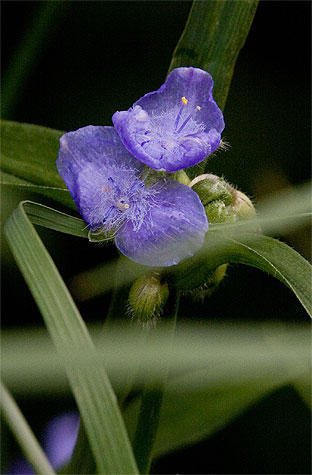 flowers up close