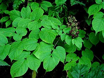 leaves and berries