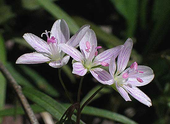 close up of the flowers